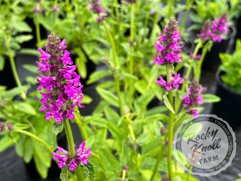 Stachys officinalis Hummelo plant from Rocky Knoll Farm