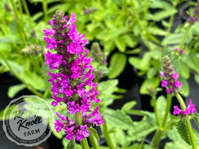 Stachys officinalis Hummelo plant from Rocky Knoll Farm