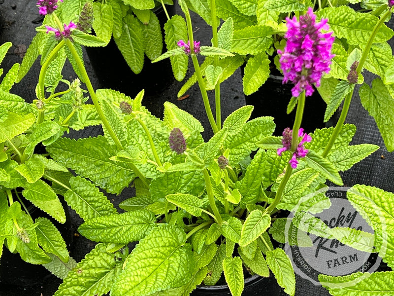 Stachys officinalis Hummelo plant from Rocky Knoll Farm