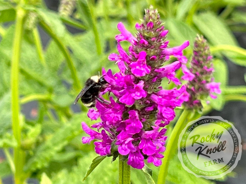 Stachys officinalis Hummelo plant from Rocky Knoll Farm
