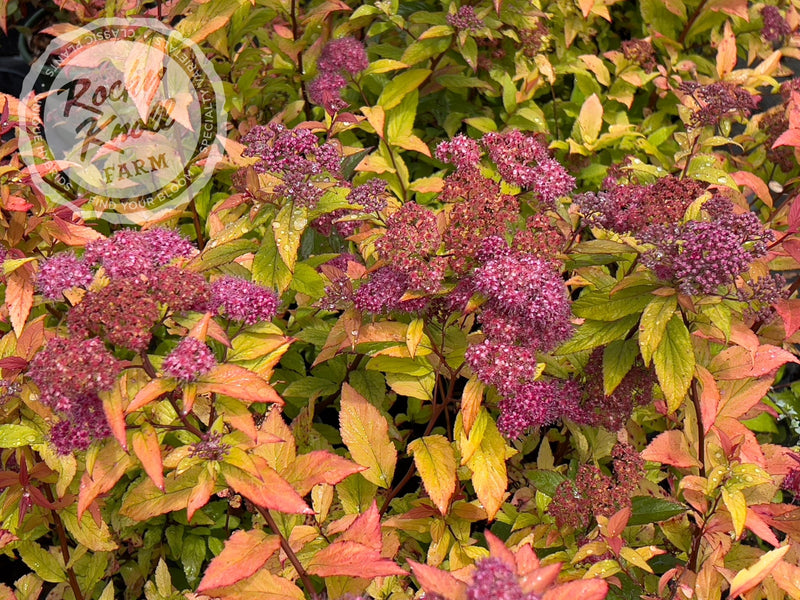 Spiraea Goldflame plant from Rocky Knoll Farm