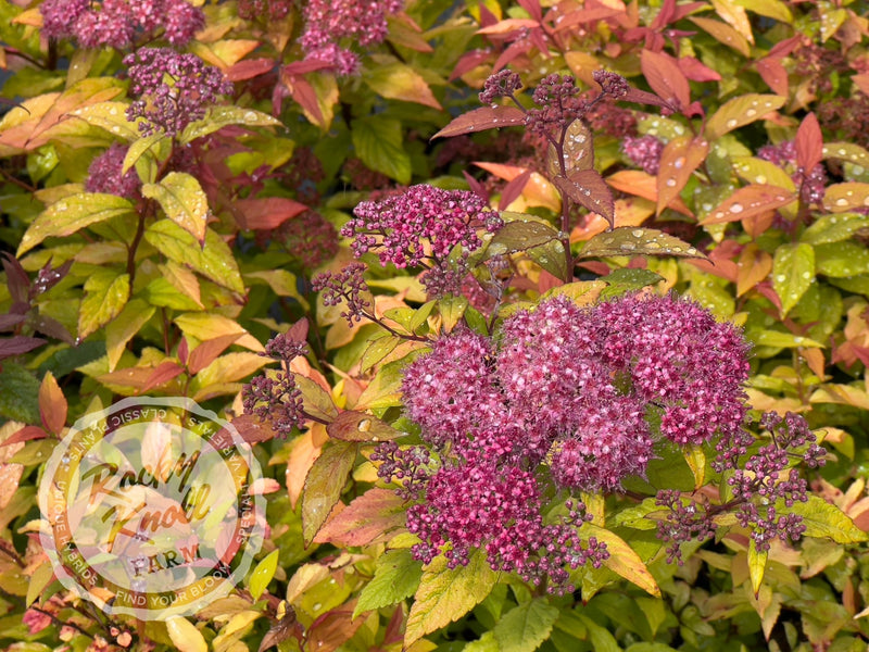 Spiraea Goldflame plant from Rocky Knoll Farm