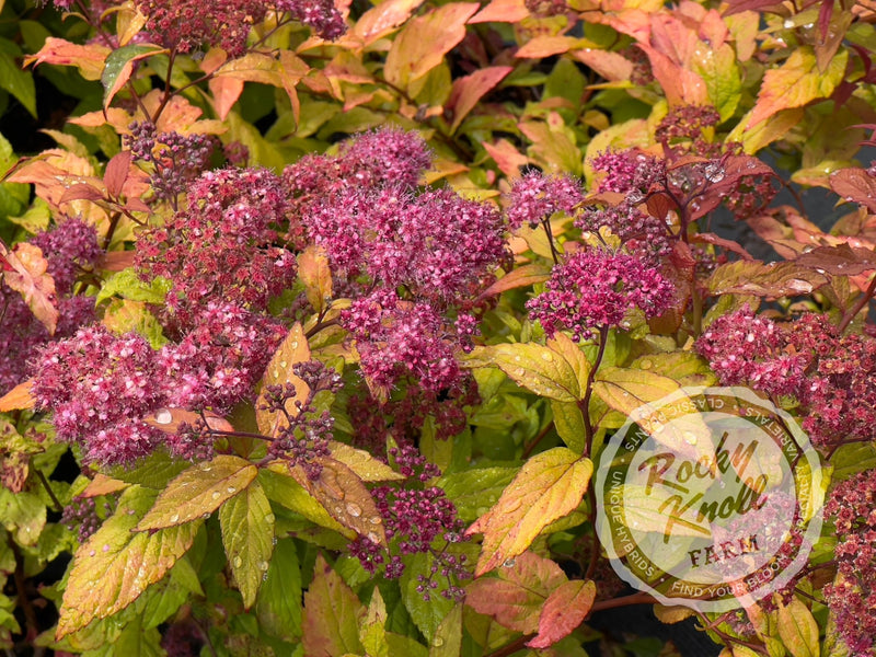 Spiraea Goldflame plant from Rocky Knoll Farm