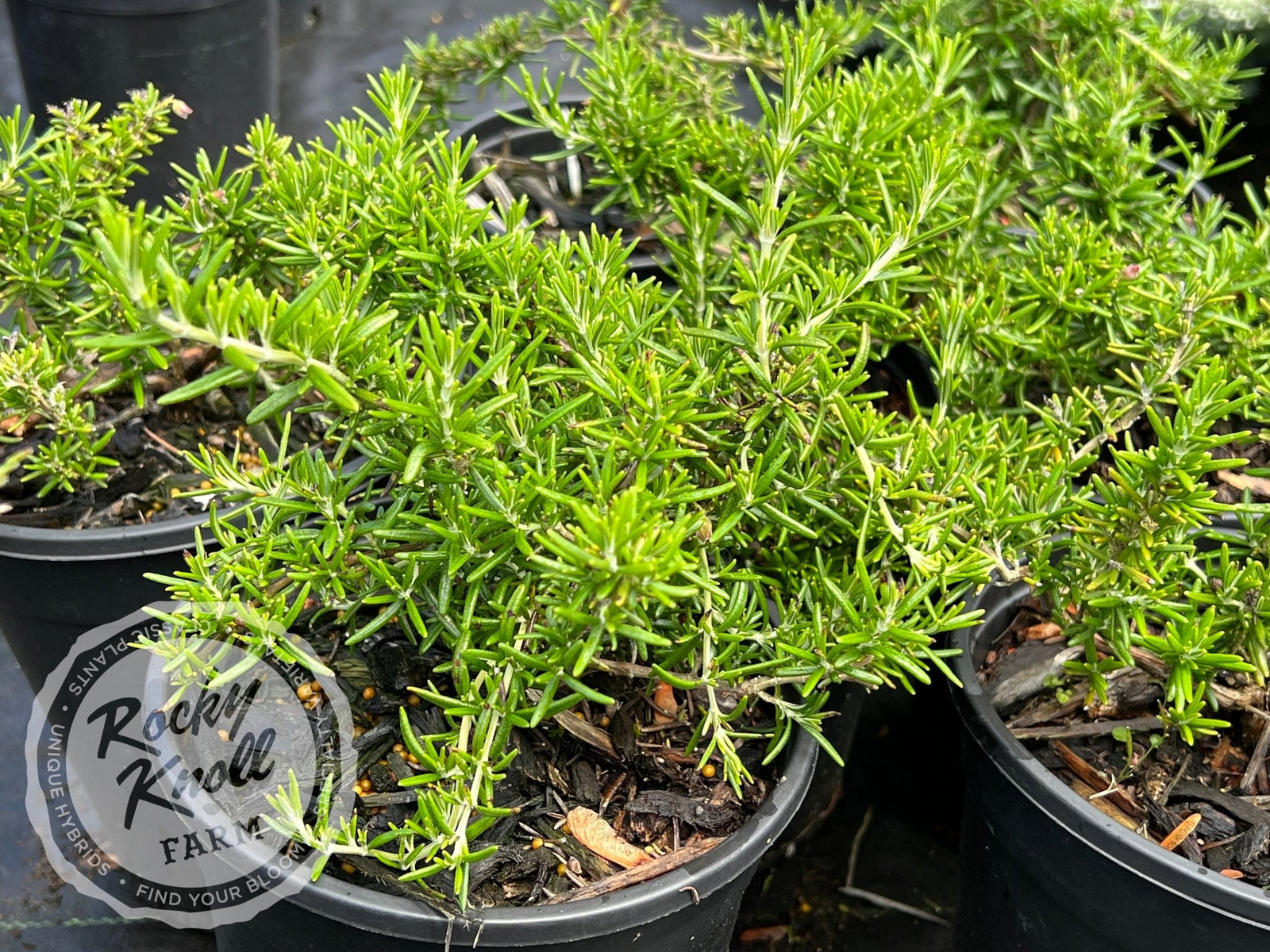 rosemary様 リクエスト 4点 まとめ商品 IMG_4213_grande.jpg?v=1574701866