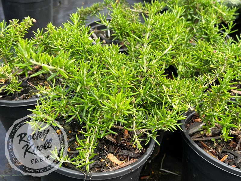 Creeping Rosemary plant from Rocky Knoll Farm