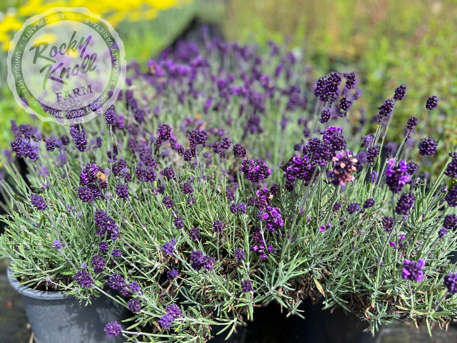 purple lavender plant Lavance English Lavender