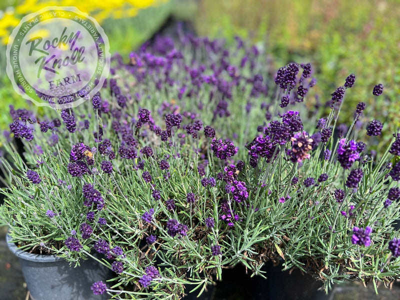 Lavance English Lavender plant from Rocky Knoll Farm