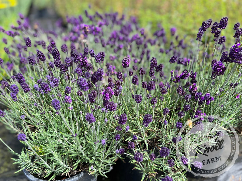 Lavance English Lavender plant from Rocky Knoll Farm