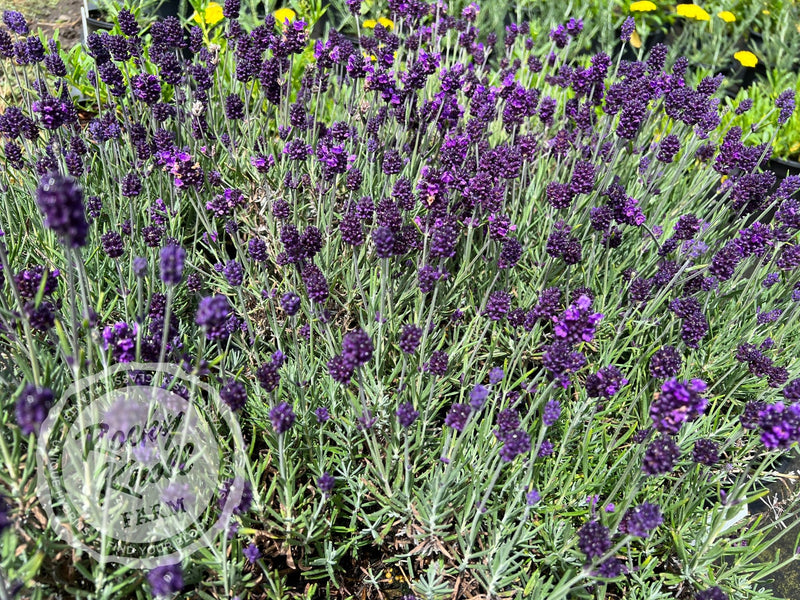 Lavance English Lavender plant from Rocky Knoll Farm