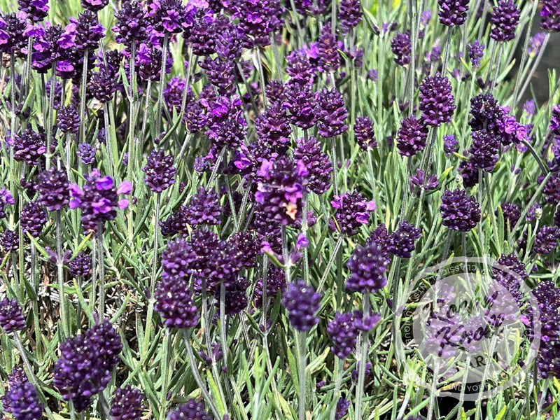 Lavance English Lavender plant from Rocky Knoll Farm
