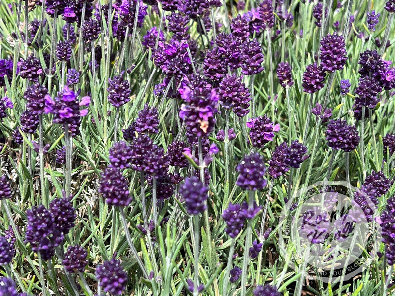 Lavance English Lavender plant from Rocky Knoll Farm