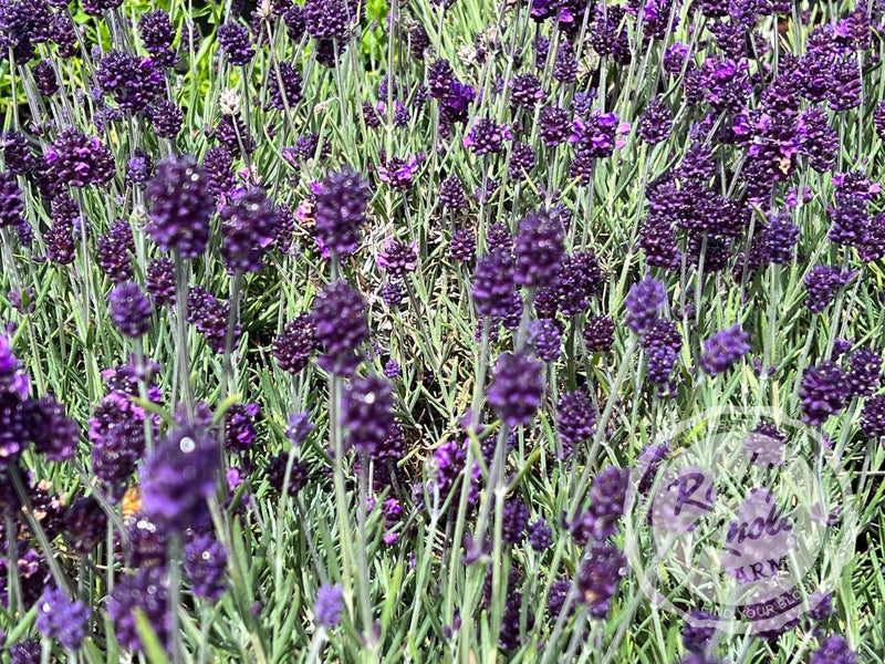 Lavance English Lavender plant from Rocky Knoll Farm