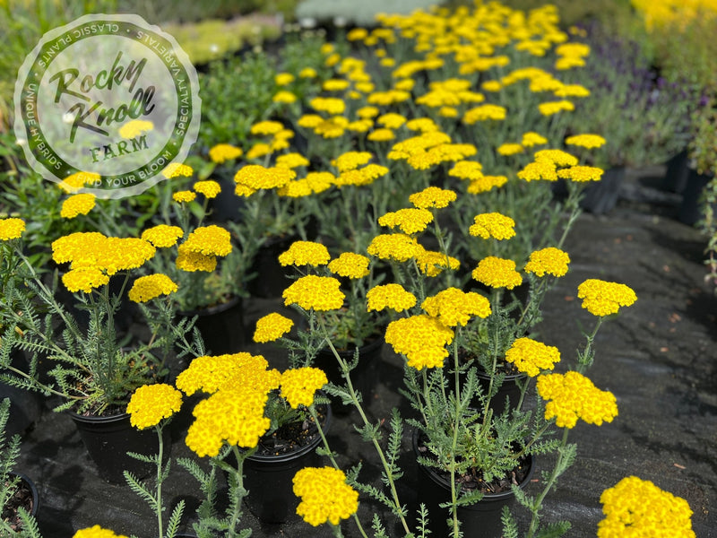 Achillea Little Moonshine plant from Rocky Knoll Farm