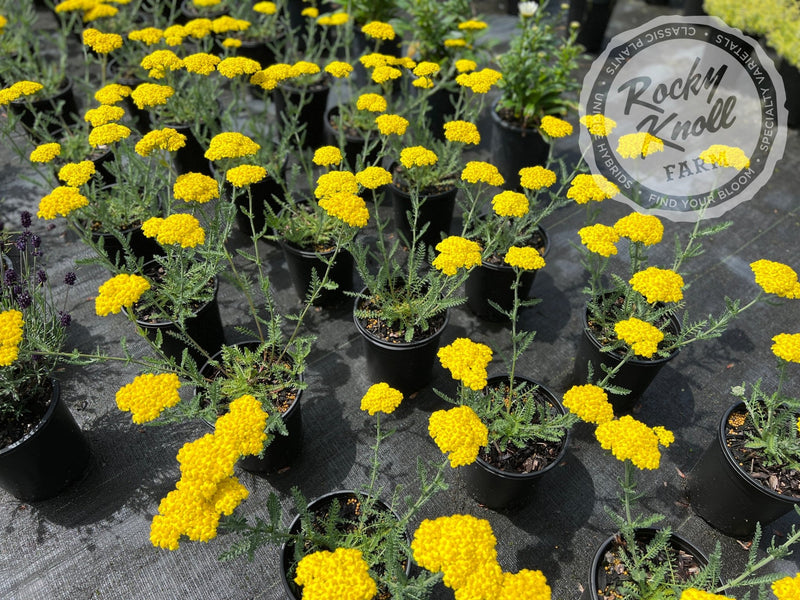 Achillea Little Moonshine plant from Rocky Knoll Farm