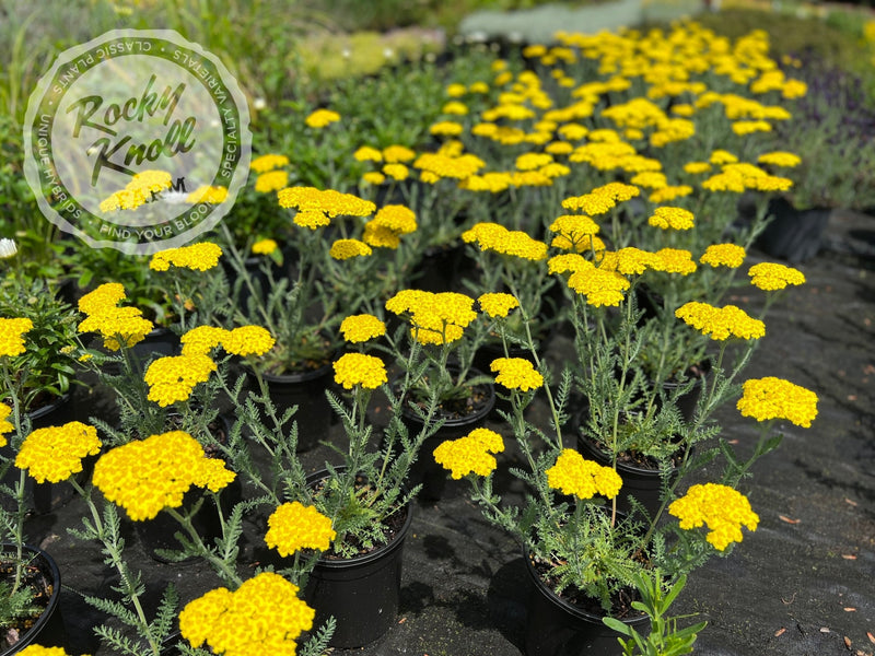 Achillea Little Moonshine plant from Rocky Knoll Farm