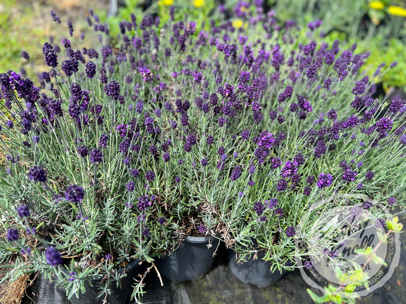 Lavance English Lavender plant from Rocky Knoll Farm