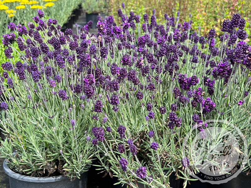 Lavance English Lavender plant from Rocky Knoll Farm
