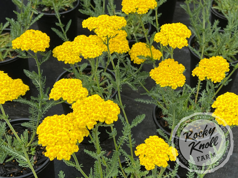 Achillea Little Moonshine plant from Rocky Knoll Farm