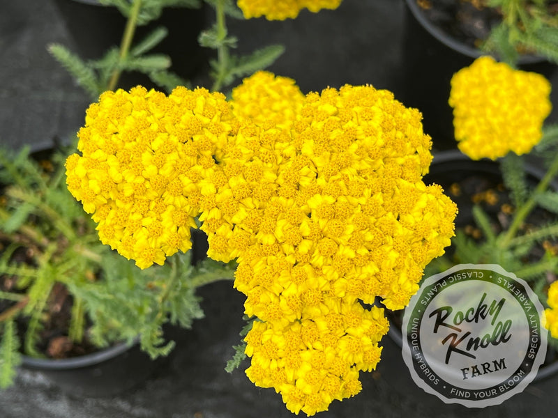 Achillea Little Moonshine plant from Rocky Knoll Farm