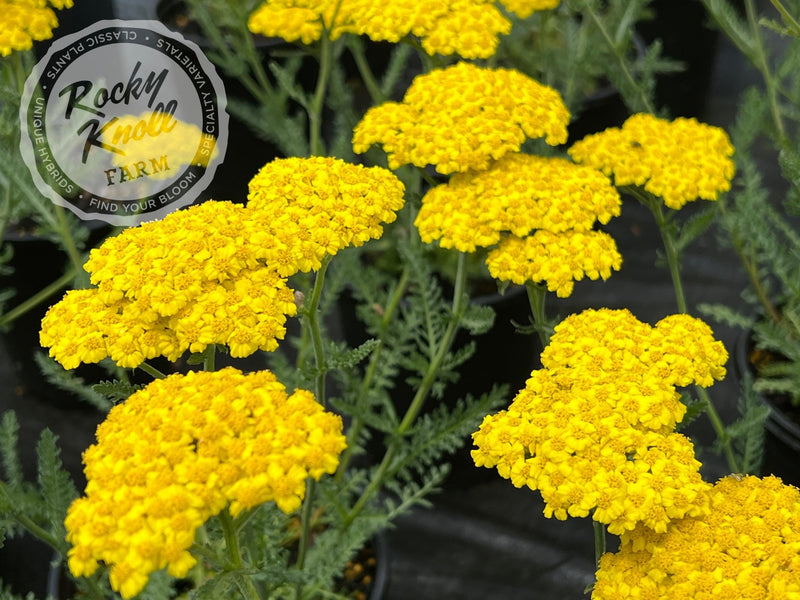Achillea Little Moonshine plant from Rocky Knoll Farm