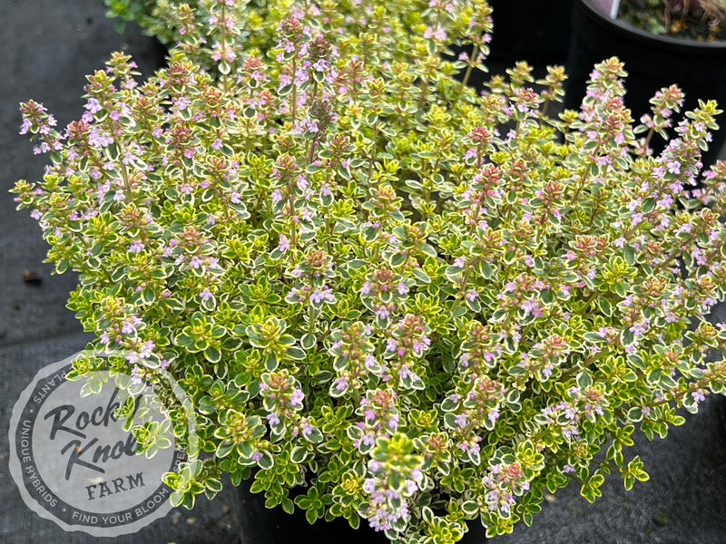 Lemon Thyme (citrodorus) plant from Rocky Knoll Farm