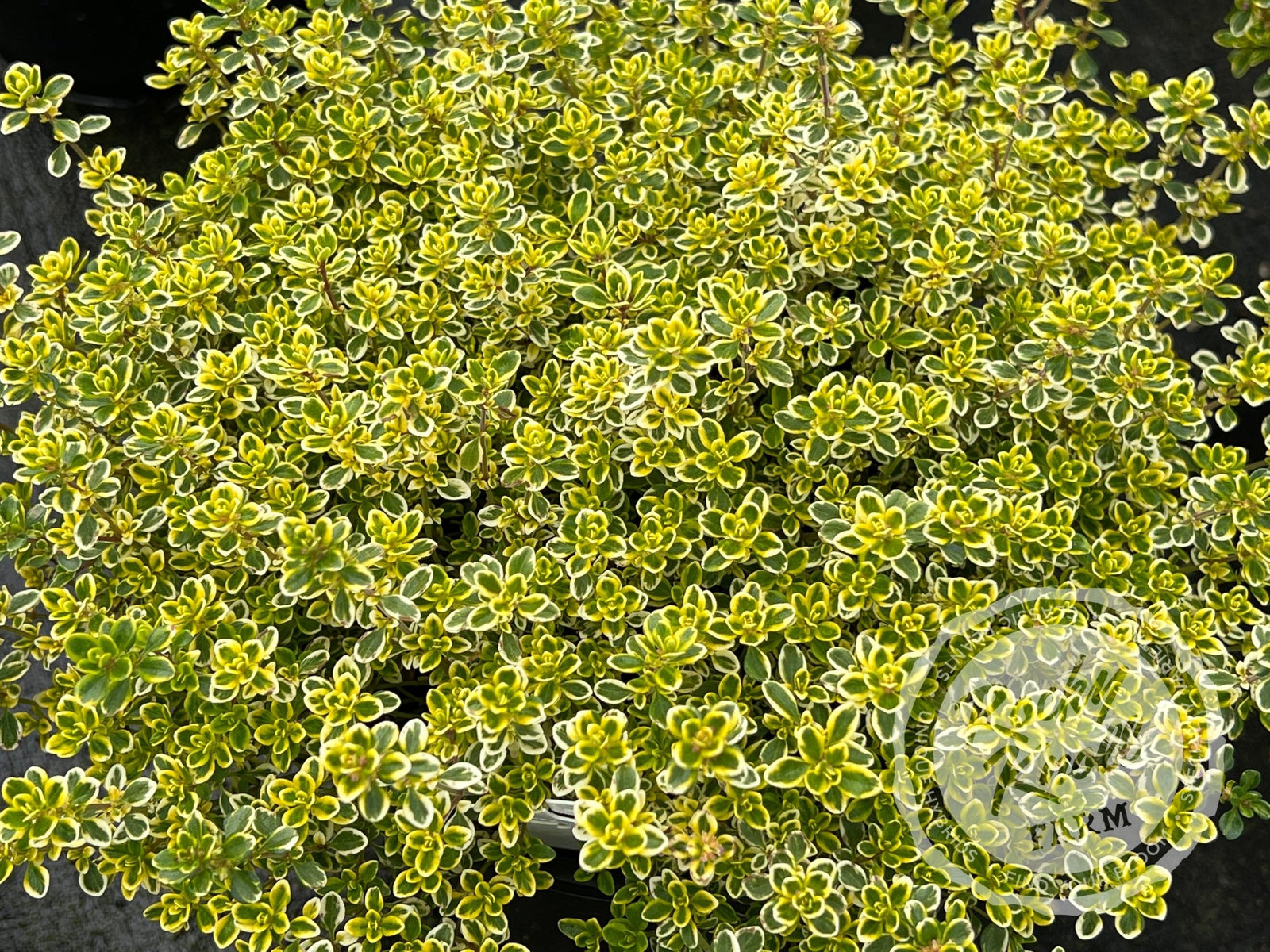 Lemon Thyme (citrodorus) - Rocky Knoll Farm