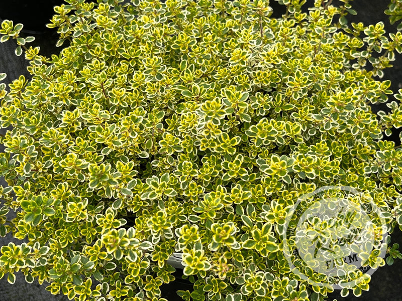 Lemon Thyme (citrodorus) plant from Rocky Knoll Farm