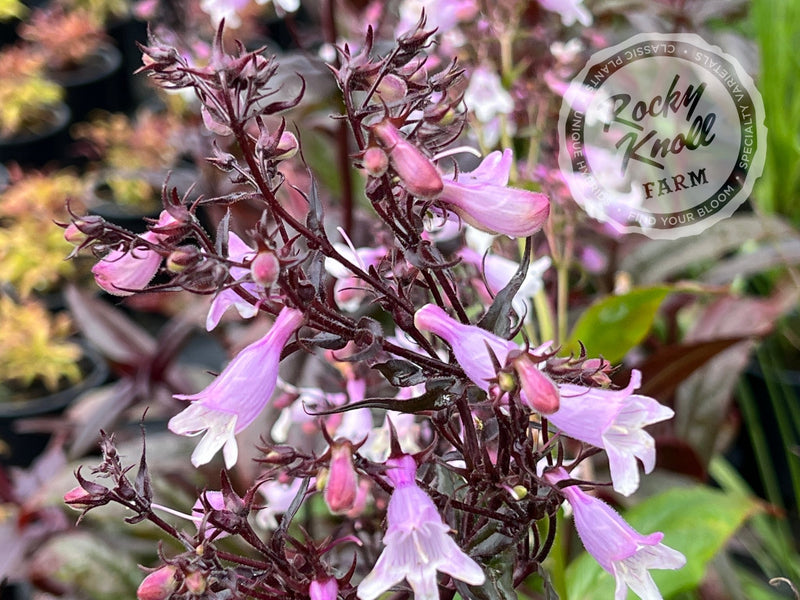 Penstemon Husker Red plant from Rocky Knoll Farm