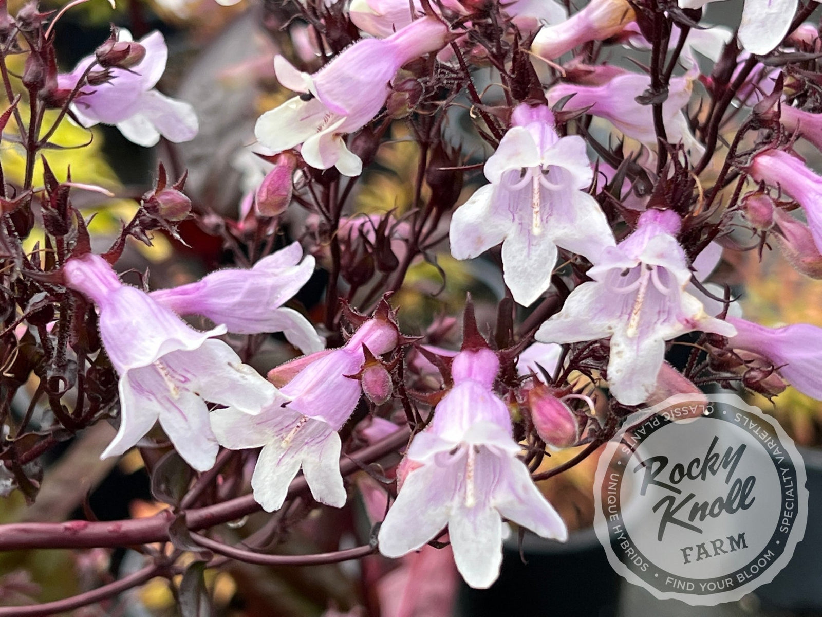 Penstemon Husker Red - Rocky Knoll Farm