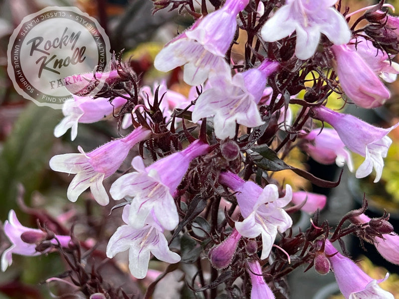 Penstemon Husker Red plant from Rocky Knoll Farm