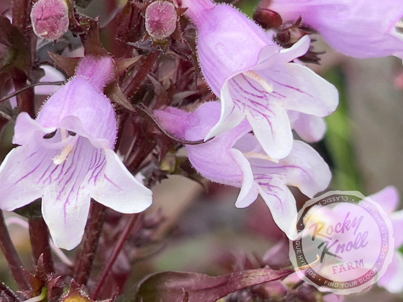 Penstemon Husker Red plant from Rocky Knoll Farm