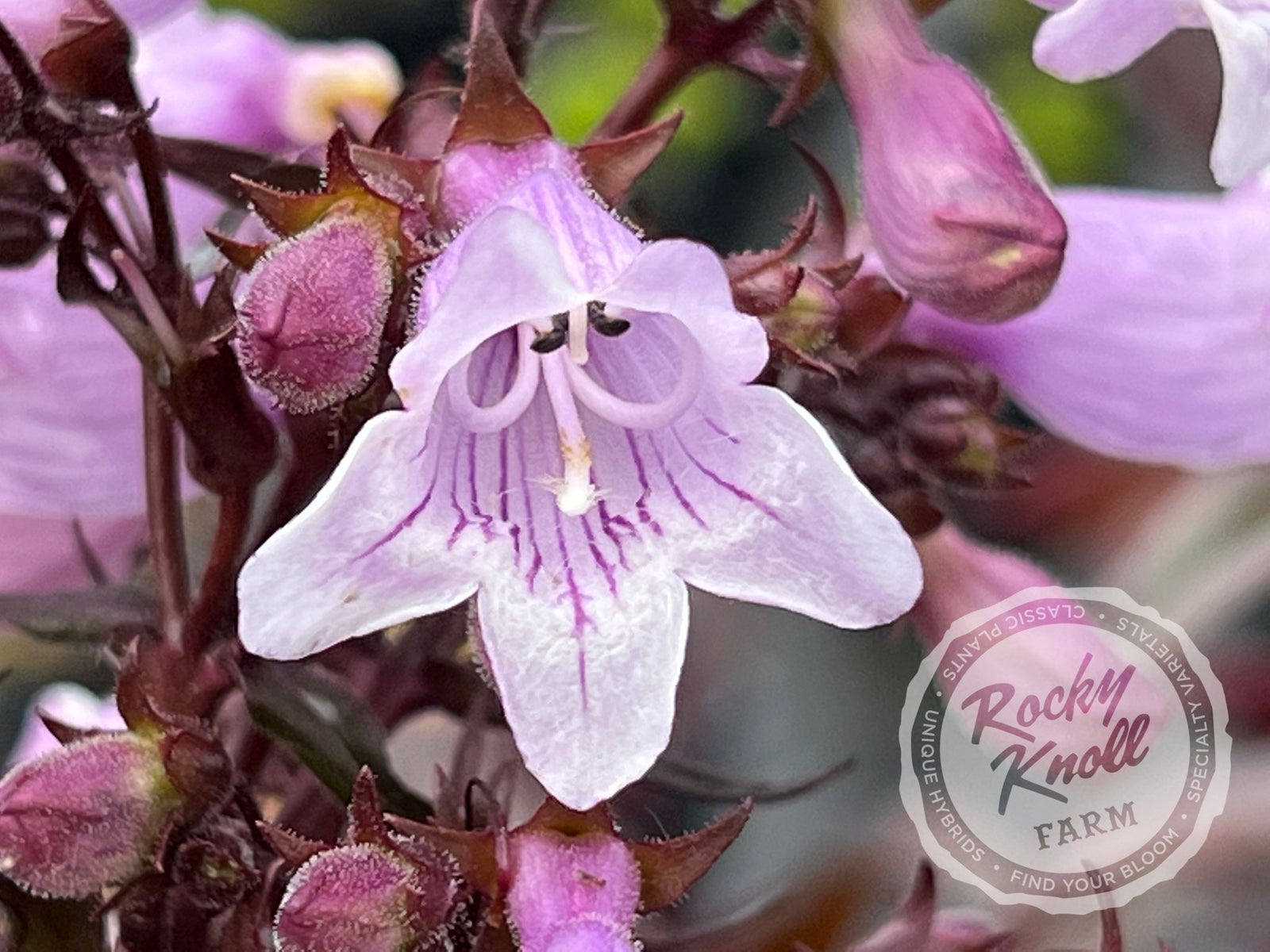 Penstemon Husker Red - Rocky Knoll Farm