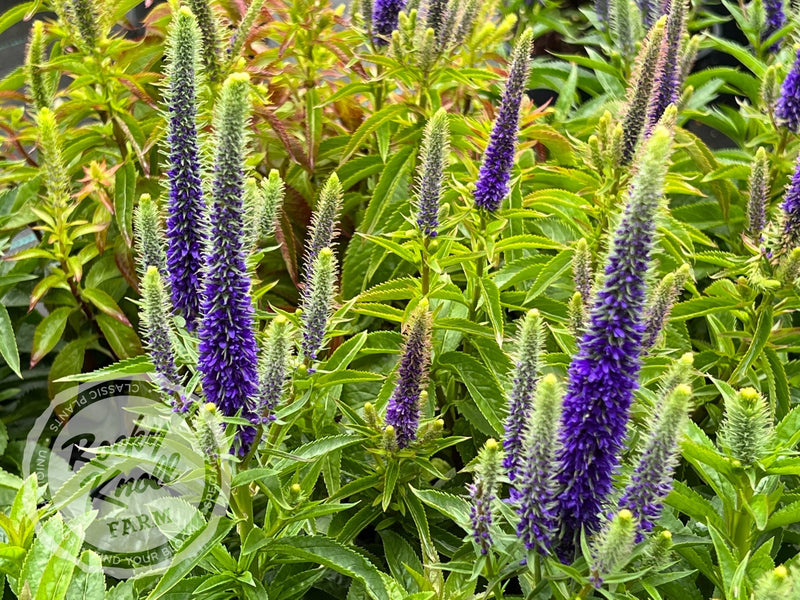 Veronica spicata 'Royal Candles' plant from Rocky Knoll Farm