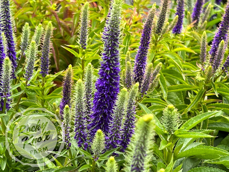 Veronica spicata 'Royal Candles' plant from Rocky Knoll Farm