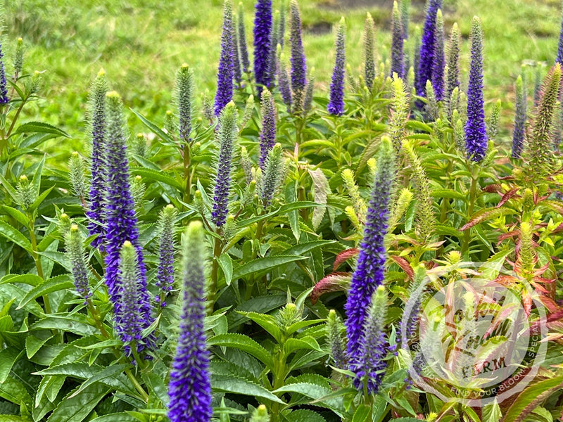Veronica spicata 'Royal Candles' plant from Rocky Knoll Farm