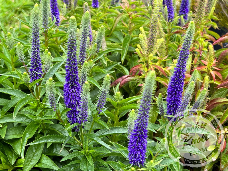 Veronica spicata 'Royal Candles' plant from Rocky Knoll Farm
