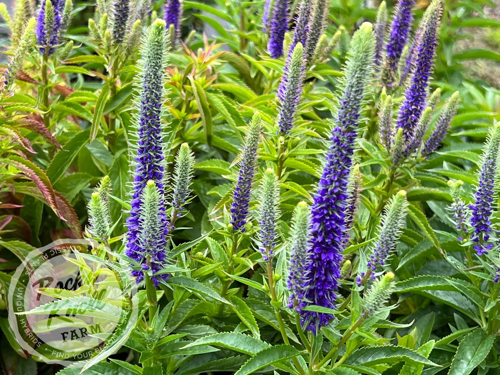 Veronica spicata 'Royal Candles'