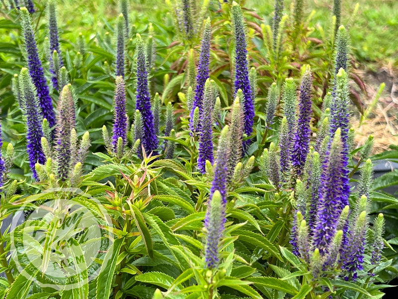 Veronica spicata 'Royal Candles' plant from Rocky Knoll Farm
