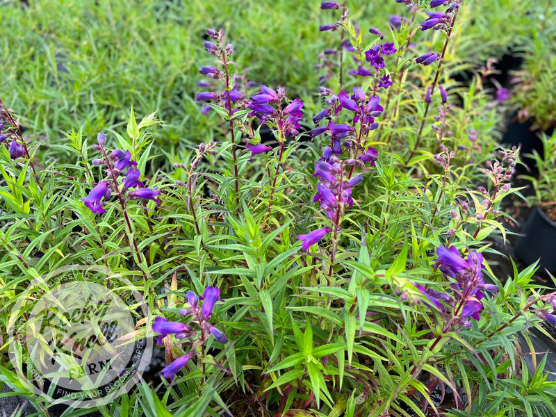 Penstemon Sour Grapes plant from Rocky Knoll Farm