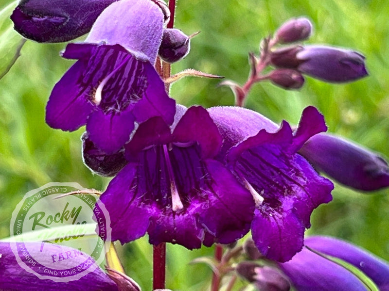 Penstemon Sour Grapes plant from Rocky Knoll Farm