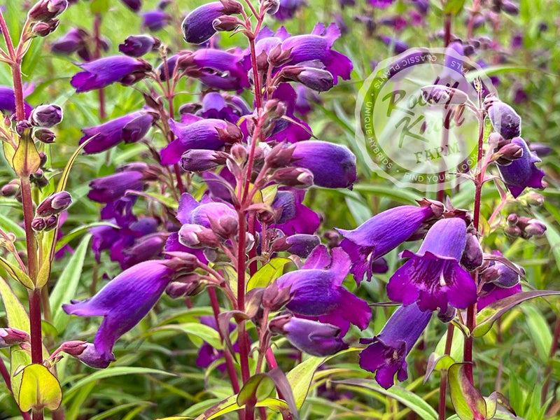 Penstemon Sour Grapes plant from Rocky Knoll Farm