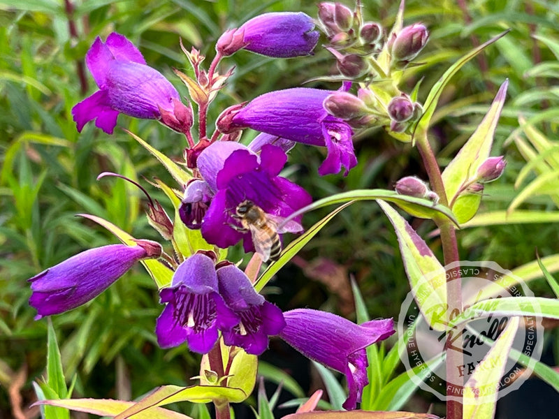 Penstemon Sour Grapes plant from Rocky Knoll Farm