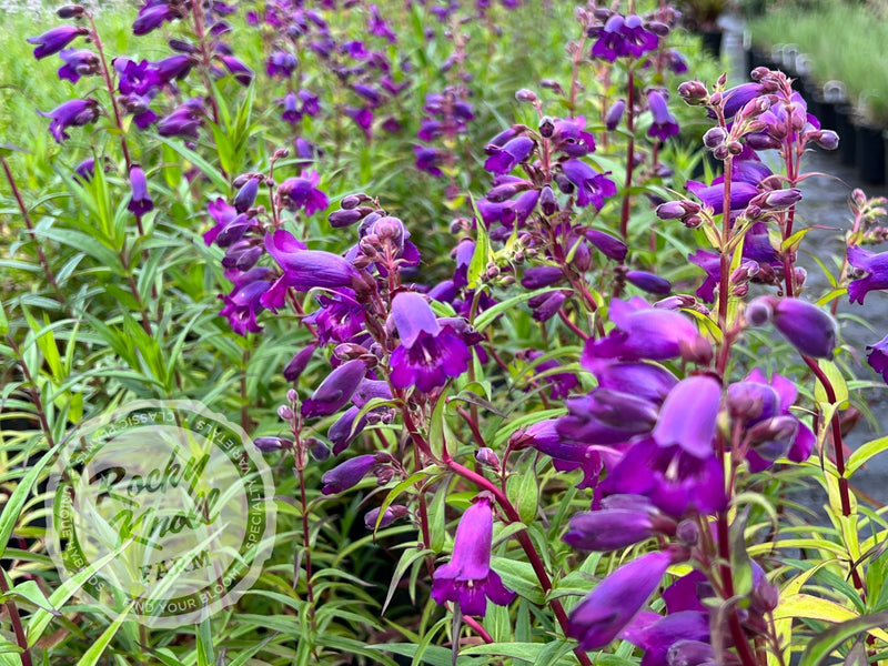 Penstemon Sour Grapes plant from Rocky Knoll Farm