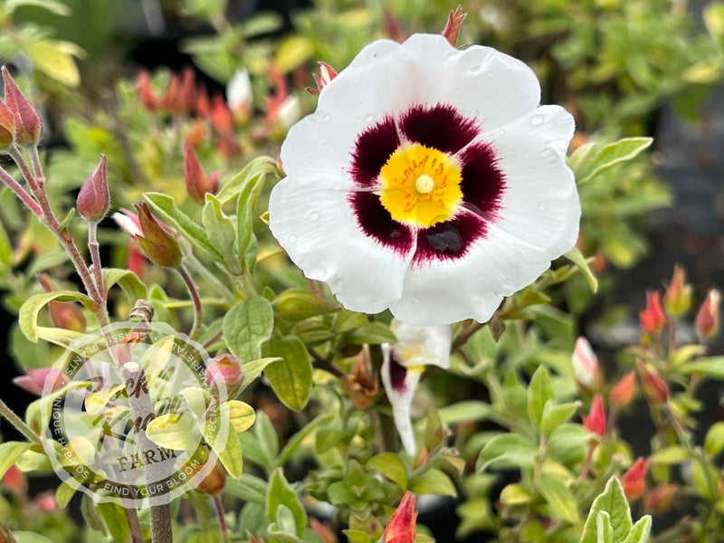 Halimiocistus - Winton Rockrose plant from Rocky Knoll Farm