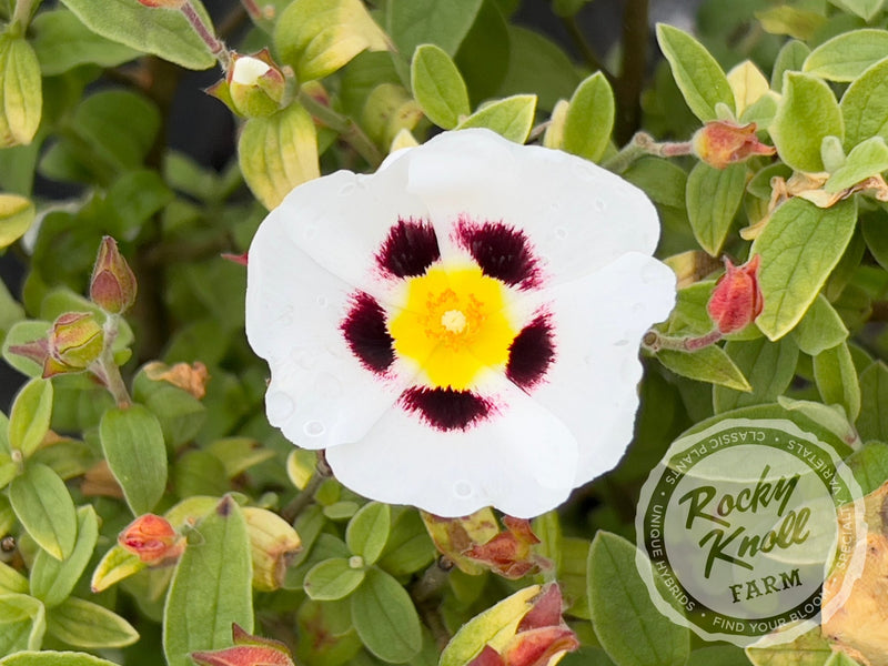 Halimiocistus - Winton Rockrose plant from Rocky Knoll Farm