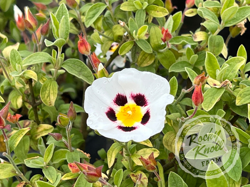 Halimiocistus - Winton Rockrose plant from Rocky Knoll Farm