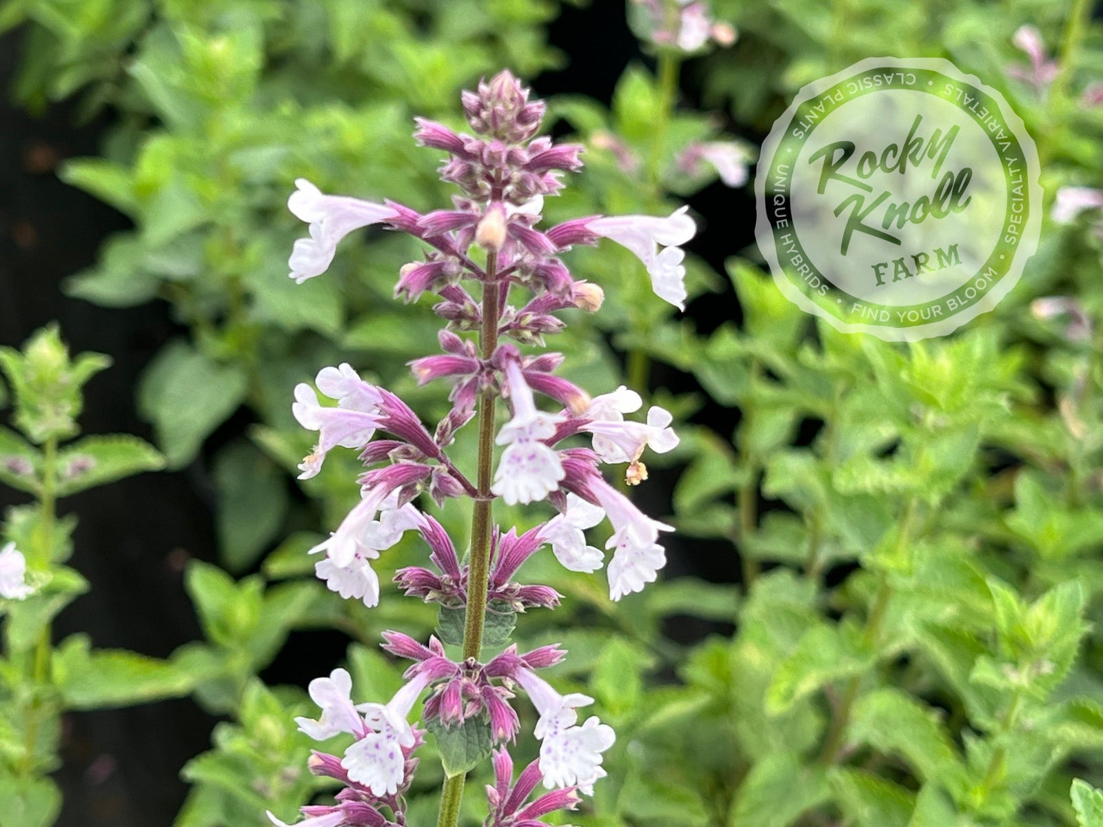 Nepeta Whispurr™ Pink Catmint