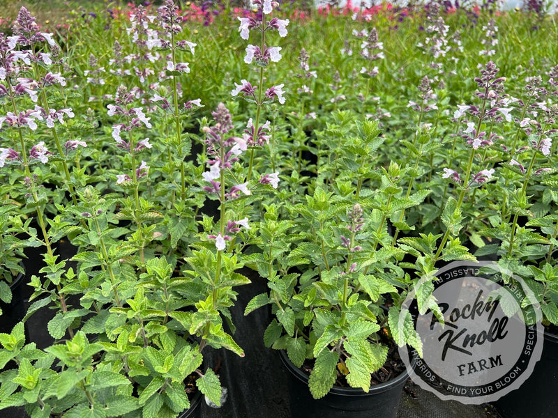 Nepeta Whispurr™ Pink Catmint plant from Rocky Knoll Farm