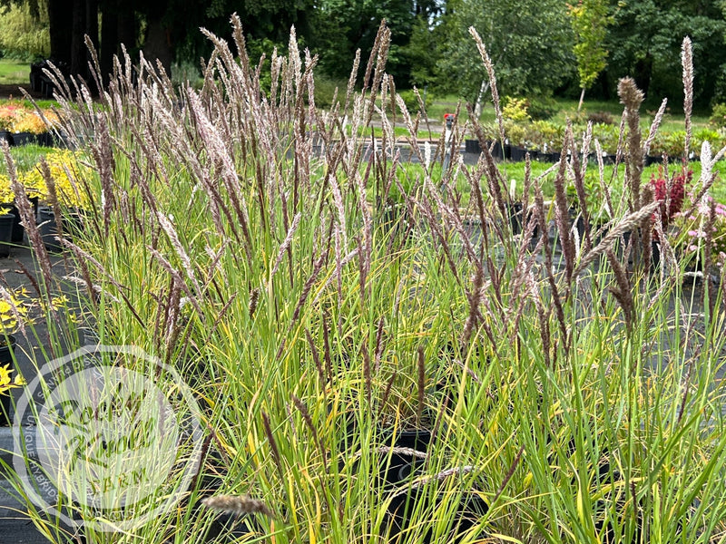 Silky-Spike Melic grass - Melica ciliata plant from Rocky Knoll Farm