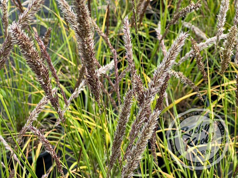 Silky-Spike Melic grass - Melica ciliata plant from Rocky Knoll Farm